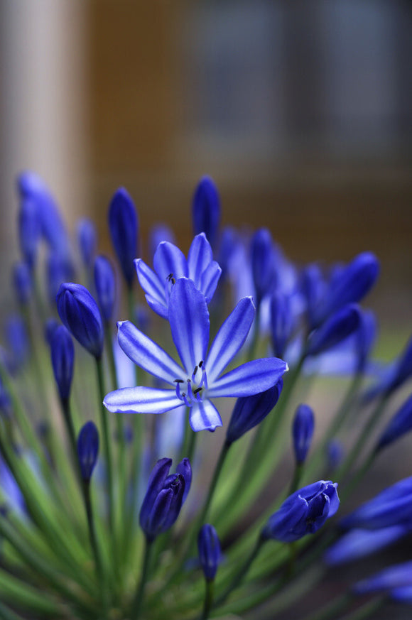Close view of the vivid blue of an Agapanthus flower on the terrace at Tyntesfield, Wraxall, North Somerset