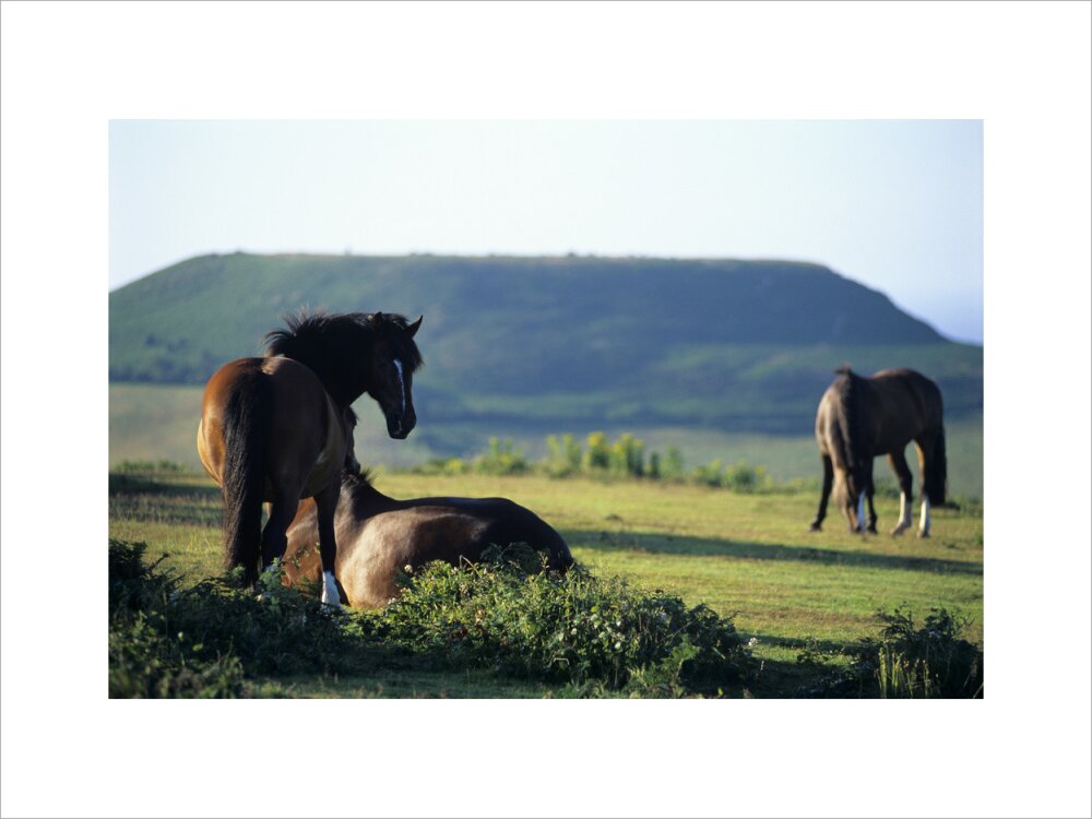 Three Ponies Three ponies in a field on the Golden Cap Estate – National Trust Prints
