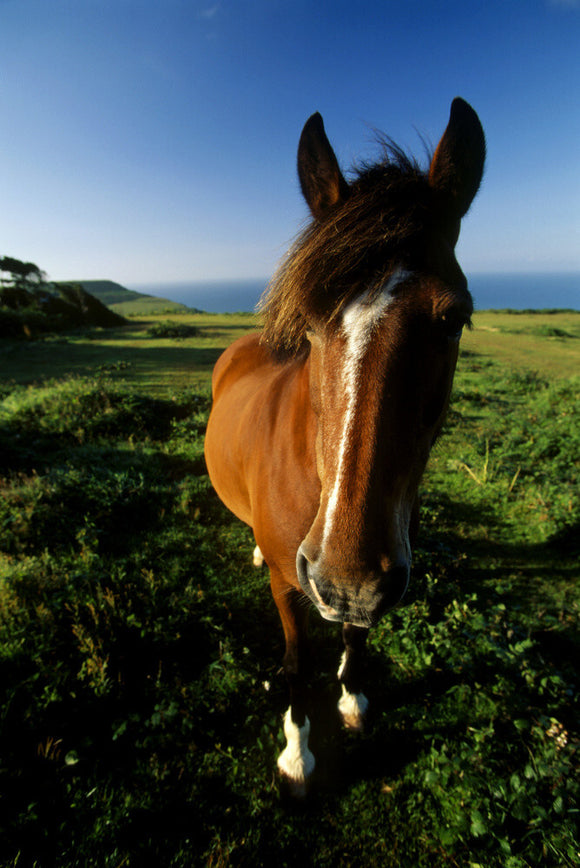 A pony looking into the camera on the Golden Cap Estate