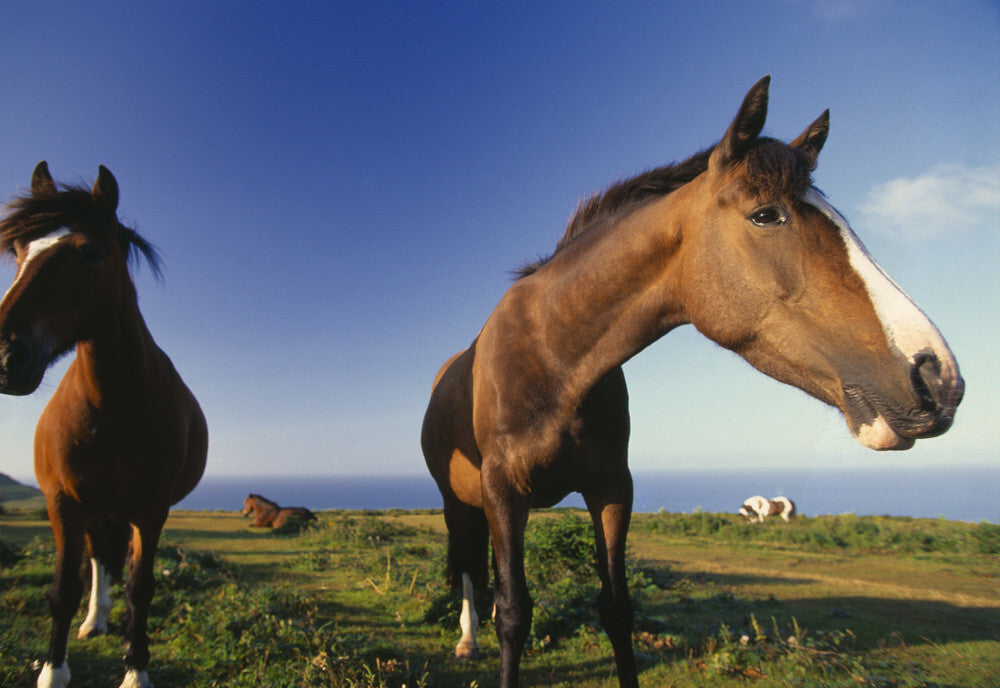 Two ponies looking into the camera & two more in the background ...