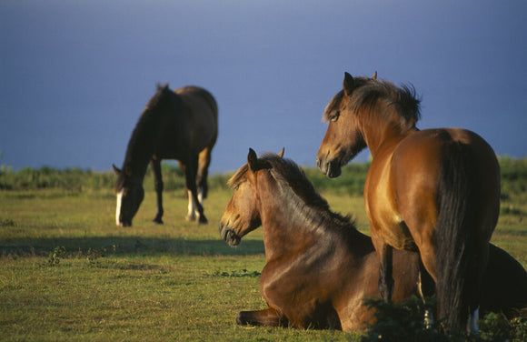 Three ponies on the Golden Cap Estate, one at rest, one sitting down and one grazing