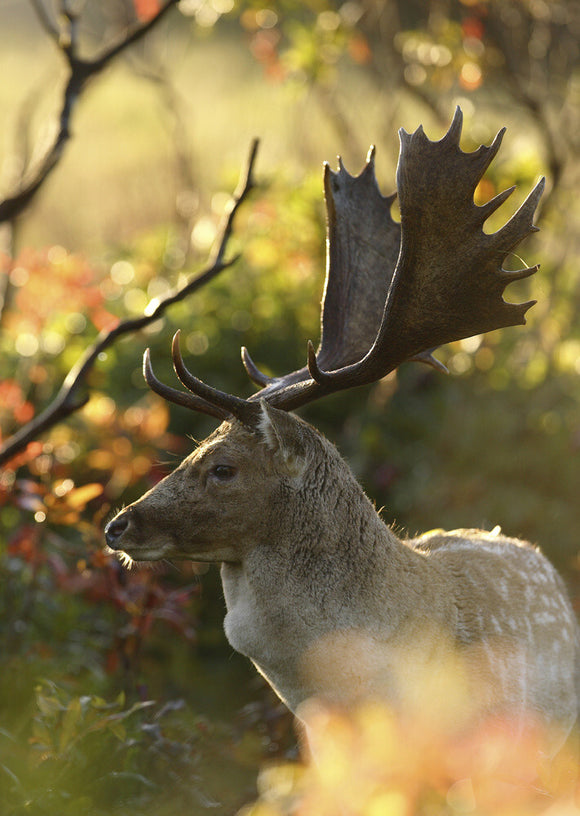 Fallow deer stag at Crom Estate, Co. Fermanagh, Northern Ireland.