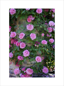 Close view of roses twining around a stone pillar in the Rose Garden at Compton Castle, Devon