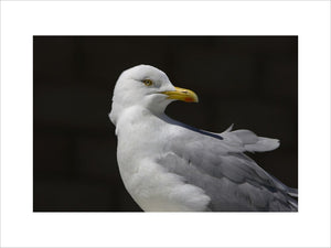 Herring Gull (Larus argentatus) at Seahouses Harbour, Northumberland