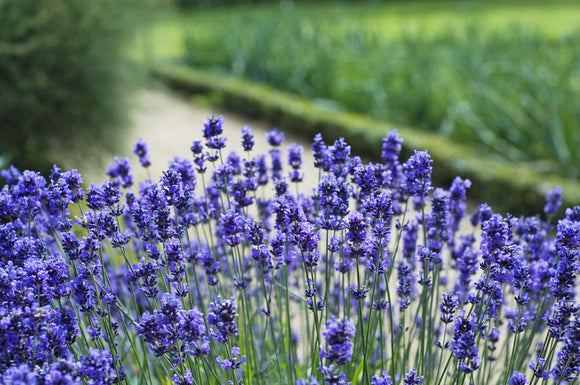 Lavender in the Kitchen Garden at Ham House, Richmond-upon-Thames