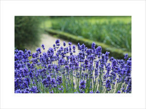 Lavender in the Kitchen Garden at Ham House, Richmond-upon-Thames