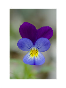 The delicate flower of Viola tricolor (Heartsease or Wild pansy) in the Kitchen Garden at Ham House, Richmond-upon-Thames