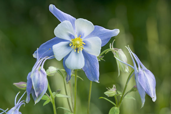Close up of a blue Aquilegia vulgaris (Granny's bonnets) in the garden at Great Chalfield Manor, Wiltshire