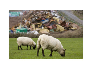 Sheep graze peacefully above the aftermath of the MSC Napoli shedding its cargo, now washed up on the beach at Branscombe, Devon