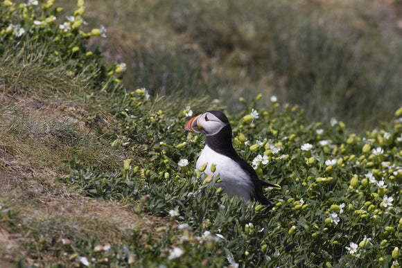 Puffin (Fratercula arctica) amongst ground cover in the Inner Farne, Farne Islands