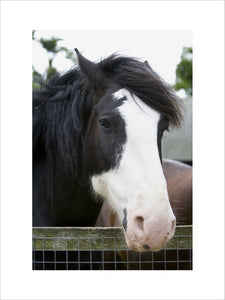 Shire horses at Wimpole Home Farm; the farm was built in 1794 and is now home to a variety of rare animal breeds