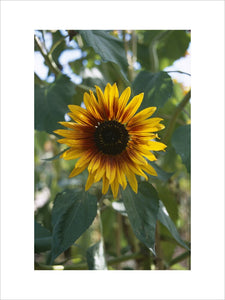 Sunflower in the walled garden at Wimpole Hall , Cambridgeshire