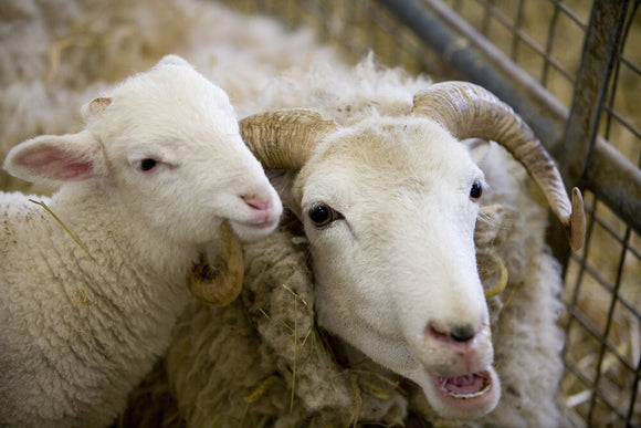 Sheep and lambs in the Piggery at Wimpole Home Farm; the farm was built in 1794 and is now home to a variety of rare animal breeds