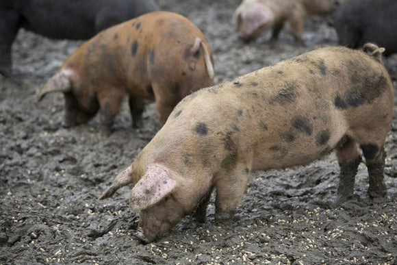 Pigs at Wimpole Home Farm; the farm was built in 1794 and is now home to a variety of rare animal breeds