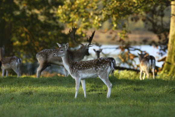 Fallow deer (Dama dama) grazing peacefully at Crom Estate, Co. Fermanagh, Northern Ireland.