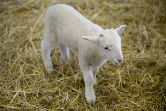 A lamb in the Piggery at Wimpole Home Farm; the farm was built in 1794 and is now home to a variety of rare animal breeds