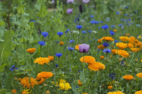 A joyful mix of marigolds, cornflowers and poppies in the Kitchen Garden at Ham House, Richmond-upon-Thames