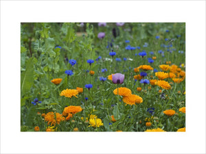 A joyful mix of marigolds, cornflowers and poppies in the Kitchen Garden at Ham House, Richmond-upon-Thames