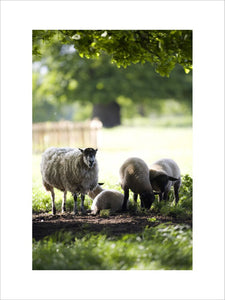 Sheep in the grounds at Hanbury Hall, Worcestershire