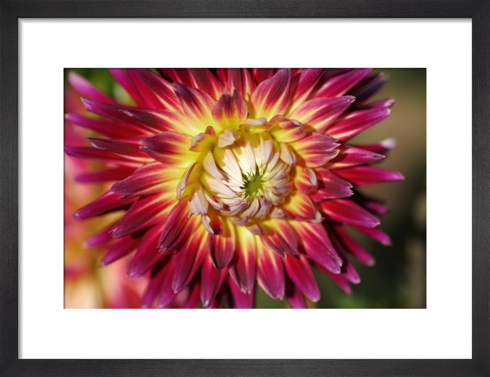 Close view of dahlia