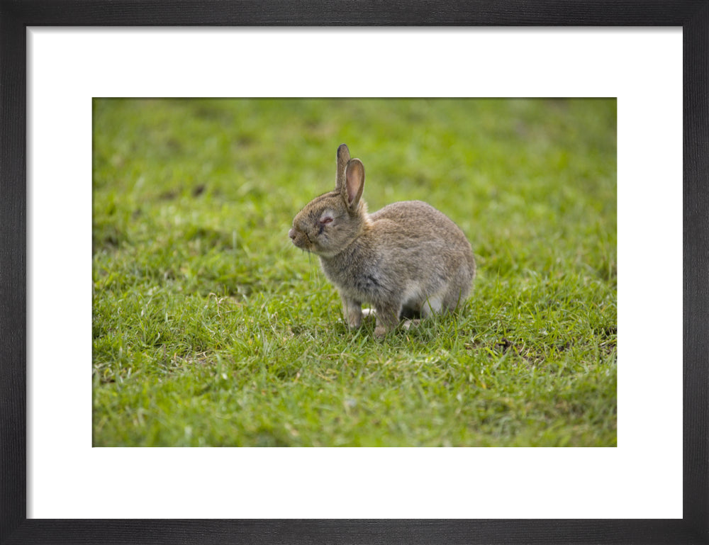 Rabbit exhibiting the signs of the disease Myxomatosis, on the maritim ...