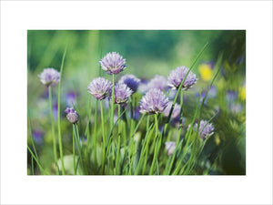 Chives in the Kitchen Garden at Ham House, Richmond-upon-Thames