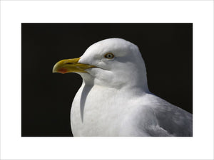 Herring Gull (Larus argentatus) at Seahouses Harbour, Northumberland