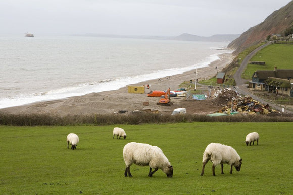 Sheep on the cliff top above the aftermath of the MSC Napoli shedding its cargo, now washed up on the beach at Branscombe, Devon