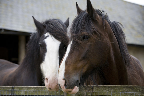 Shire horses at Wimpole Home Farm; the farm was built in 1794 and is now home to a variety of rare animal breeds