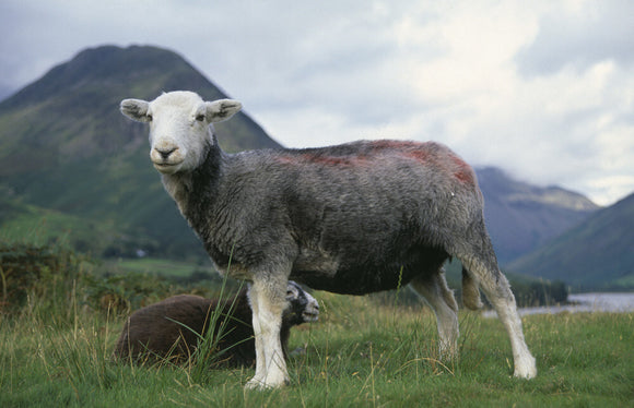 Close, side view of a Herdwick sheep with shorn coat at Wast Water in the Lake District, with Yew Barrow in the distance