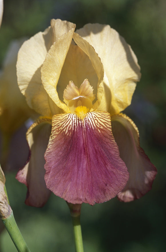 A close up of a yellow and purple Iris 'Shannopin' in the sunshine in Sissinghurst Castle Garden