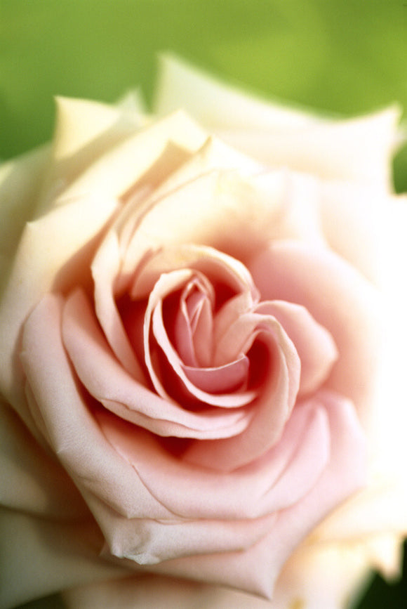 A close up view of a single bloom of a pink Hybrid Tea rose 'Savoy Hotel' in the garden of Peckover House; the rose was introduced by Harkness in 1987 and features a high double centre