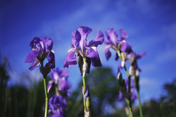 A group of irises 'Pallida' growing at Sissinghurst Castle Garden