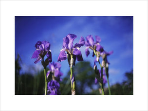 A group of irises 'Pallida' growing at Sissinghurst Castle Garden