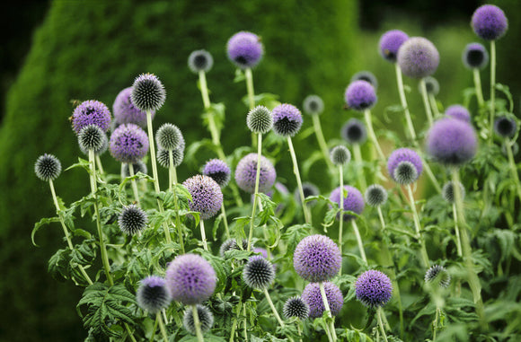 Close-up of flowers of Echinops (Globe Thistle) 