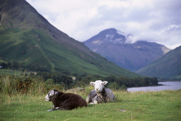 Two Herdwick sheep, one with shorn coat, the other still in fleece, at Wast Water in the Lake District, Cumbria, Yew Barrow in the distance