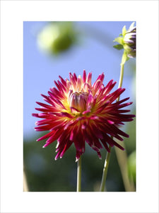 Brightly coloured cactus-flowered dahlia in the Cut Flower Garden at Tyntesfield, Wraxall, North Somerset