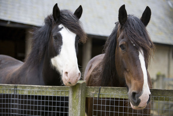 Shire horses at Wimpole Home Farm; the farm was built in 1794 and is now home to a variety of rare animal breeds