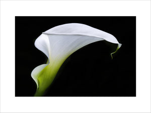 Profile view of an Arum lily at Dunham Massey, Cheshire