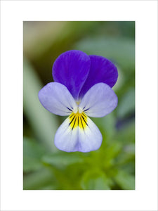 The delicate flower of Viola tricolor (Heartsease or Wild pansy) in the Kitchen Garden at Ham House, Richmond-upon-Thames