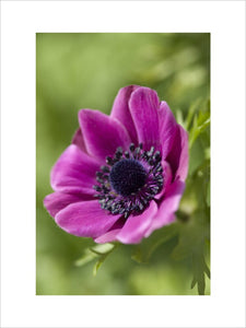 Anemone "De Caen" in the Kitchen Garden at Ham House, Richmond-upon-Thames