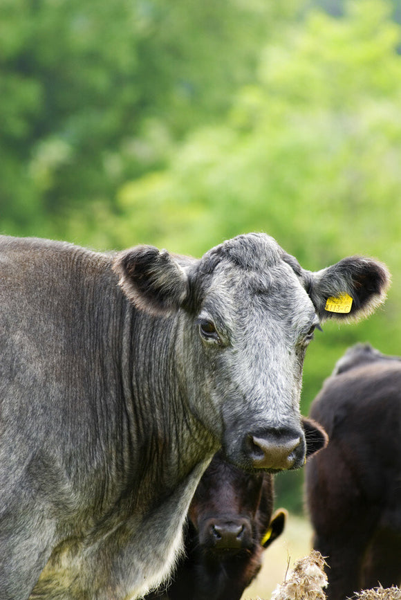 Cattle at Rowallane Farm, Co. Down, Northern Ireland.