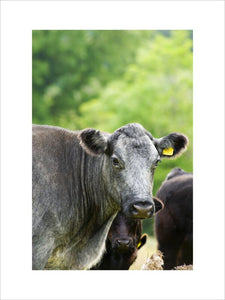 Cattle at Rowallane Farm, Co. Down, Northern Ireland.