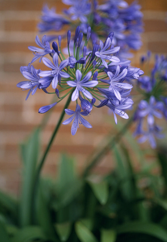 Close view of the blue starry flower head of an Agapanthus in the garden at Hanbury Hall