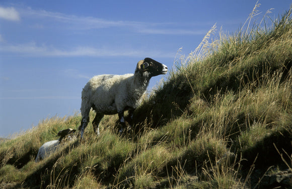 Sheep on the tussocky hillside at Mam Tor in Edale