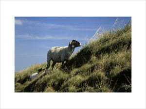 Sheep on the tussocky hillside at Mam Tor in Edale