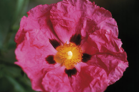 Very close shot of a Cistus flower in full bloom in the garden at Gunby Hall