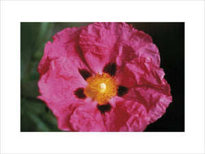 Very close shot of a Cistus flower in full bloom in the garden at Gunby Hall