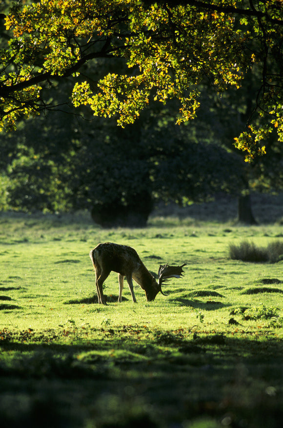 A Fallow Deer Buck 'Dama Dama' feeding under trees at Petworth Park in sunshine