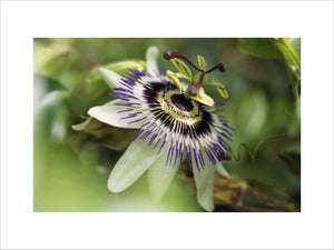 A close up of a passion flower 'passiflora caerulea' growing in the garden at Sissinghurst in July